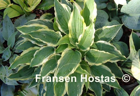 Hosta Leather and Lace